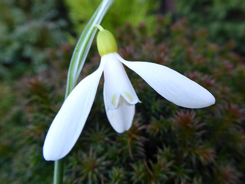 Galanthus Woronowii, Snowdrop - View 9 from www redcrocus com