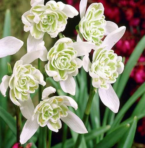 Galanthus 'flore Pleno' - View 6 from www redcrocus com