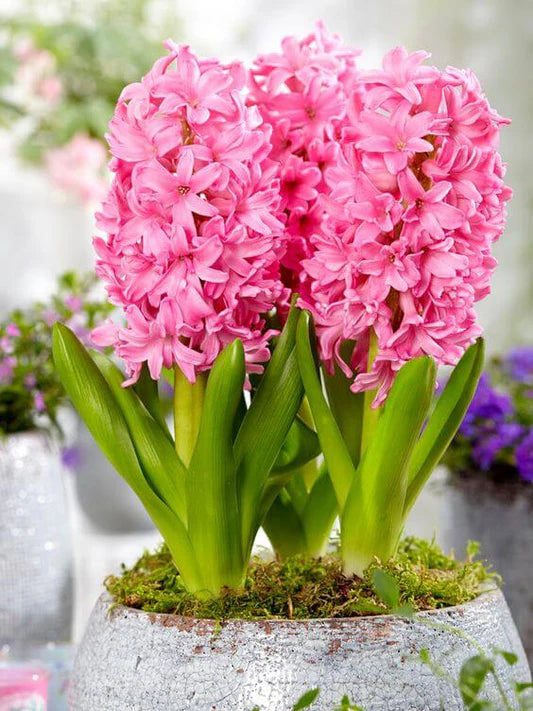 Pink Pearl Hyacinth-Rosy Pink-Fragrant Blooms 50 in Box