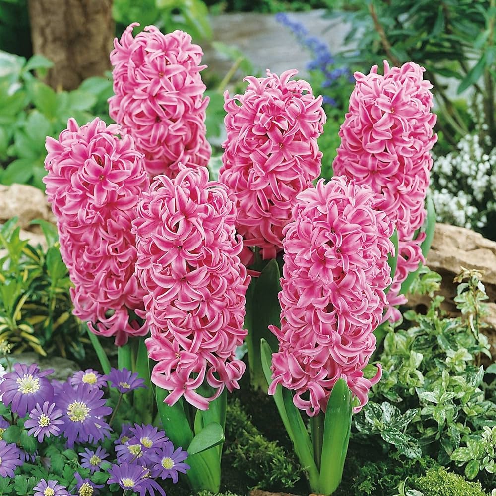 Pink Pearl Hyacinth-Rosy Pink-Fragrant Blooms 50 in Box