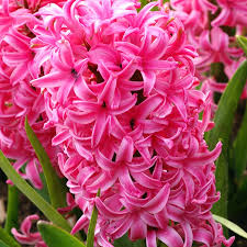 Pink Pearl Hyacinth-Rosy Pink-Fragrant Blooms 50 in Box