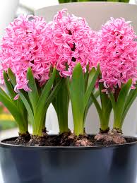 Pink Pearl Hyacinth-Rosy Pink-Fragrant Blooms 50 in Box
