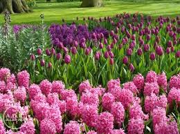 Pink Pearl Hyacinth-Rosy Pink-Fragrant Blooms 50 in Box