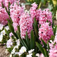 Pink Pearl Hyacinth-Rosy Pink-Fragrant Blooms 50 in Box
