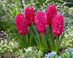 Pink Pearl Hyacinth-Rosy Pink-Fragrant Blooms 50 in Box