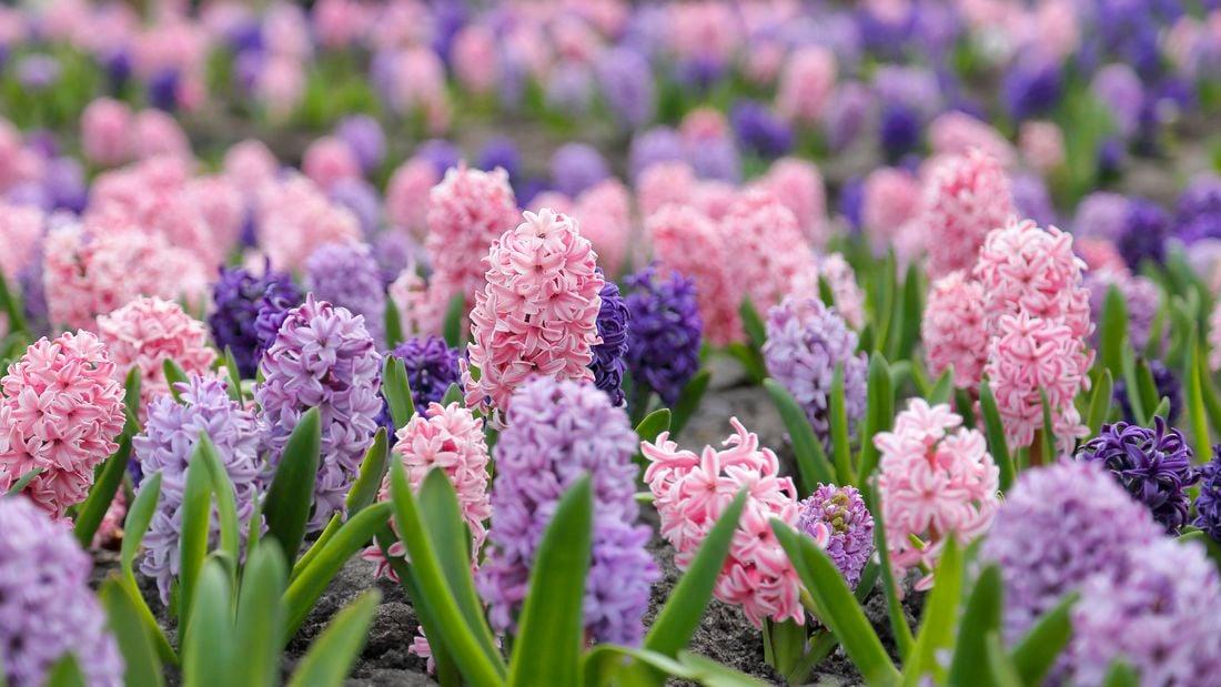 Hyacbulbs Inth Mixture, All Colors - View 6 from www redcrocus com