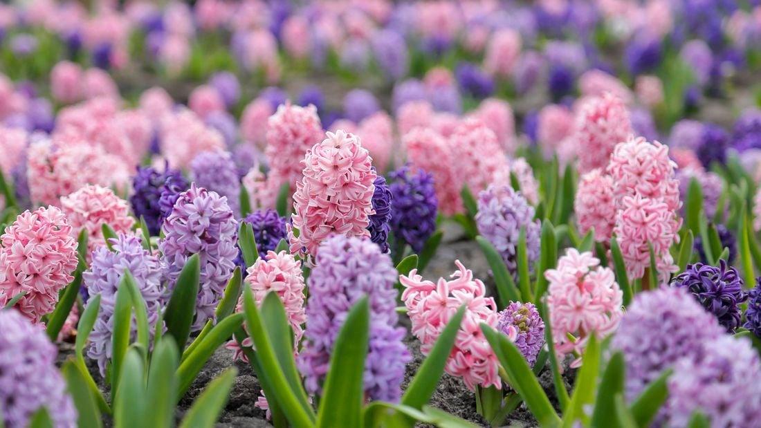 Hyacbulbs Inth 'blue Star', Blue - View 4 from www redcrocus com
