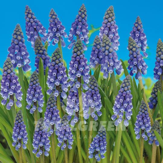 Muscari Armeniacum, Dark Blue - View 11 from www redcrocus com