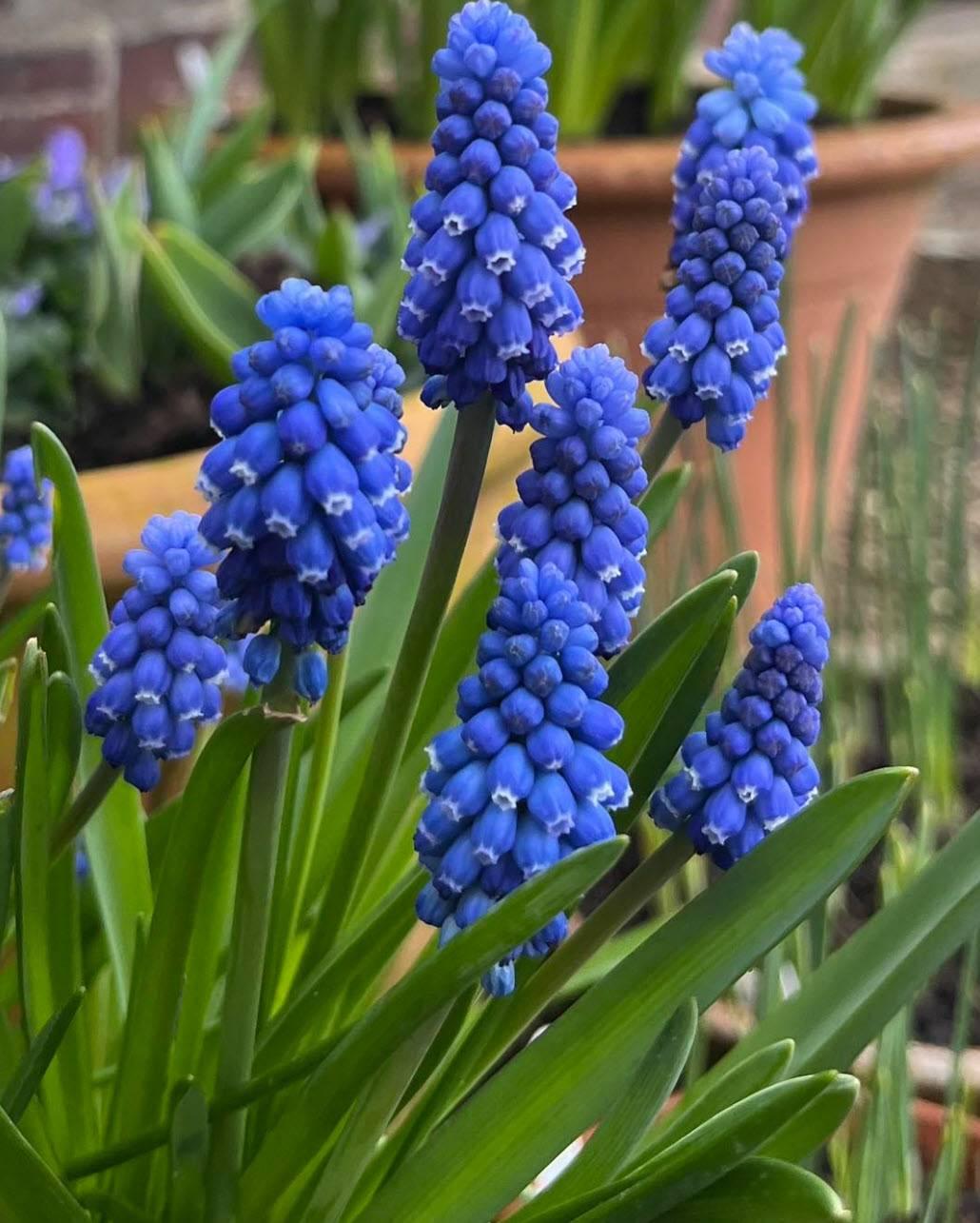 Muscari Armeniacum, Dark Blue - View 12 from www redcrocus com