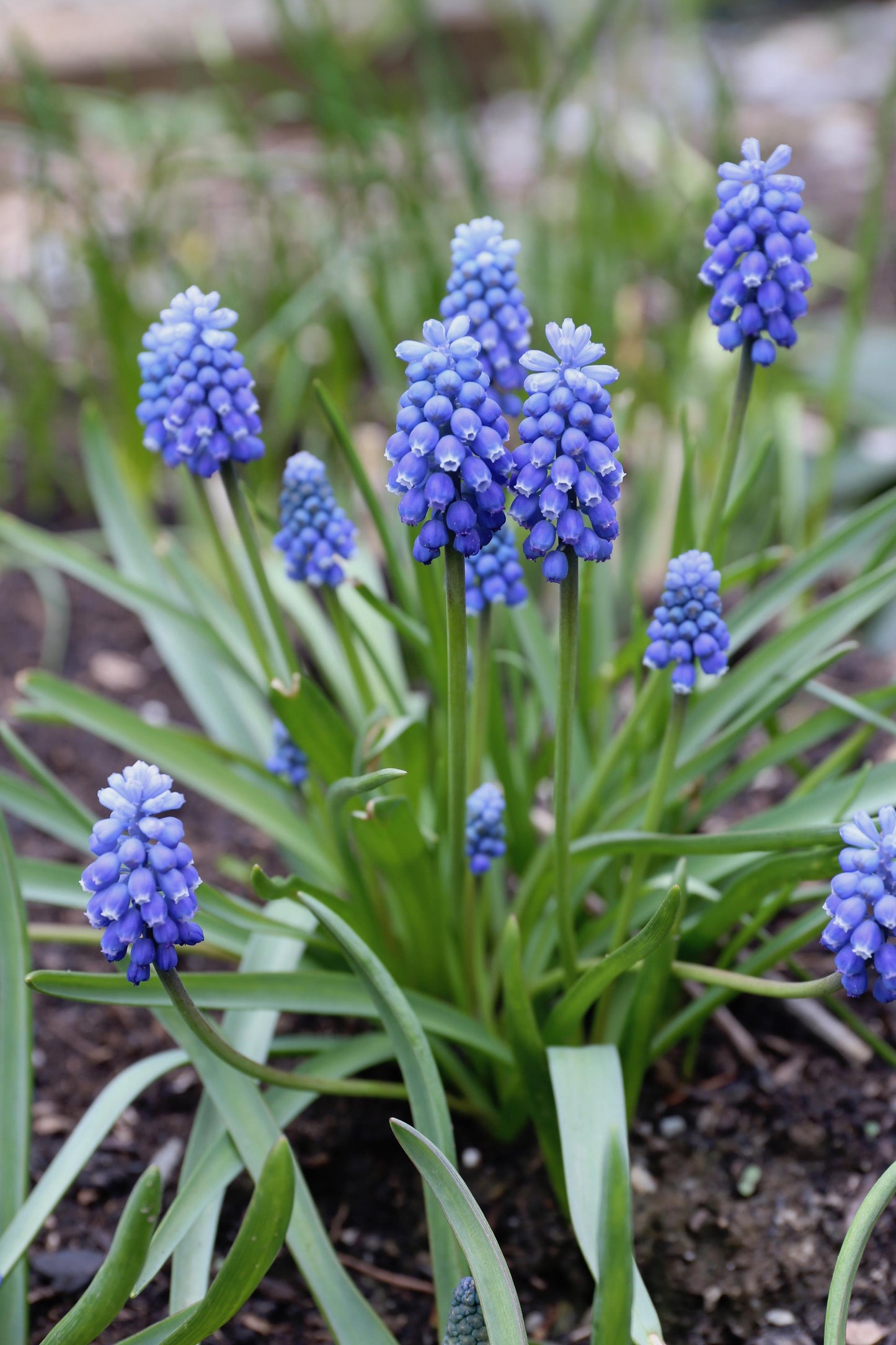 Muscari Armeniacum, Dark Blue - View 13 from www redcrocus com