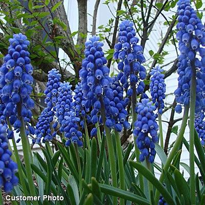 Muscari Armeniacum, Dark Blue - View 14 from www redcrocus com