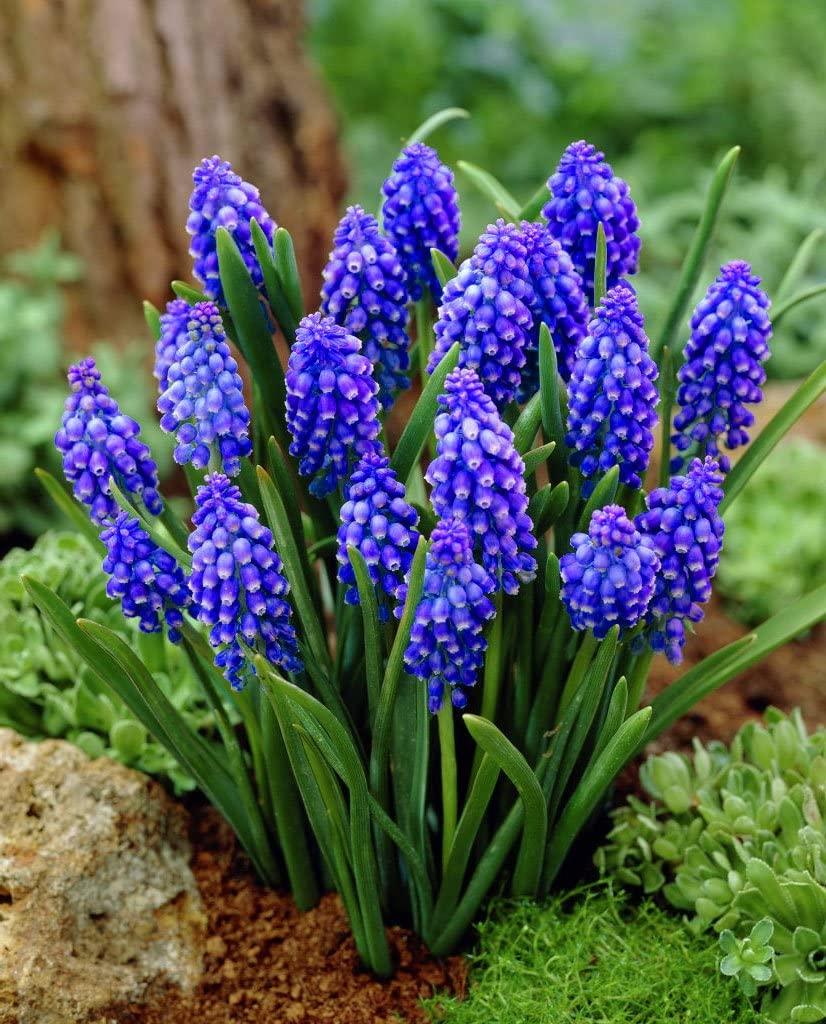Muscari Armeniacum, Dark Blue - View 15 from www redcrocus com