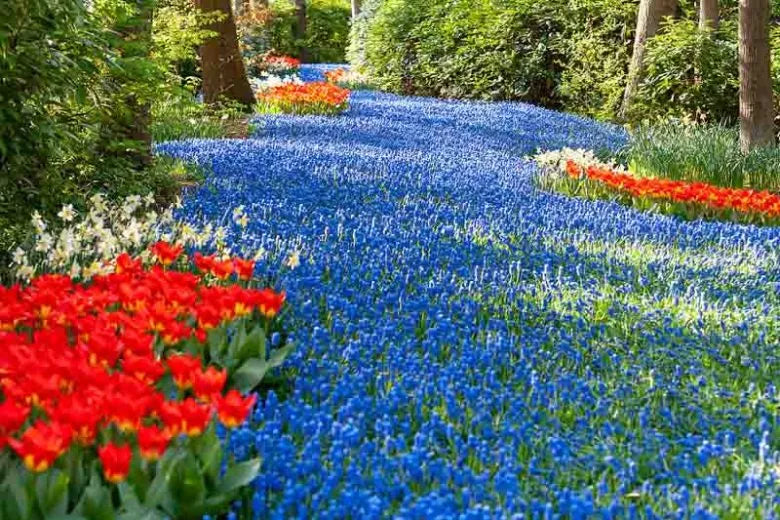 Muscari Armeniacum, Dark Blue - View 16 from www redcrocus com
