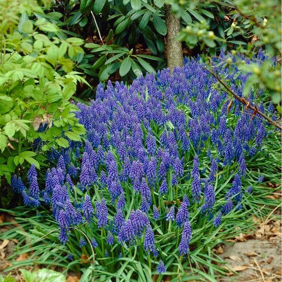 Muscari Armeniacum, Dark Blue - View 17 from www redcrocus com