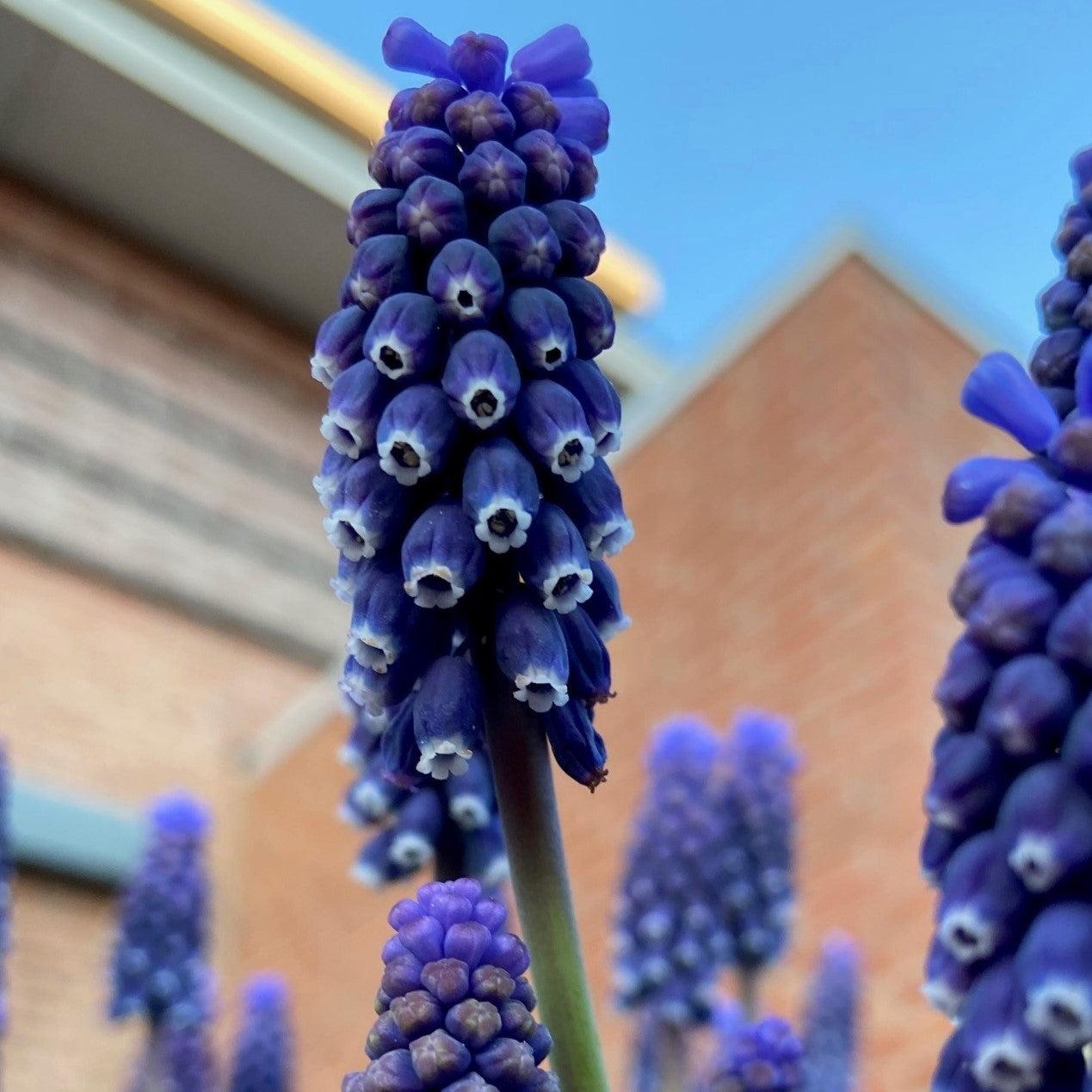 Muscari Armeniacum, Dark Blue - View 18 from www redcrocus com