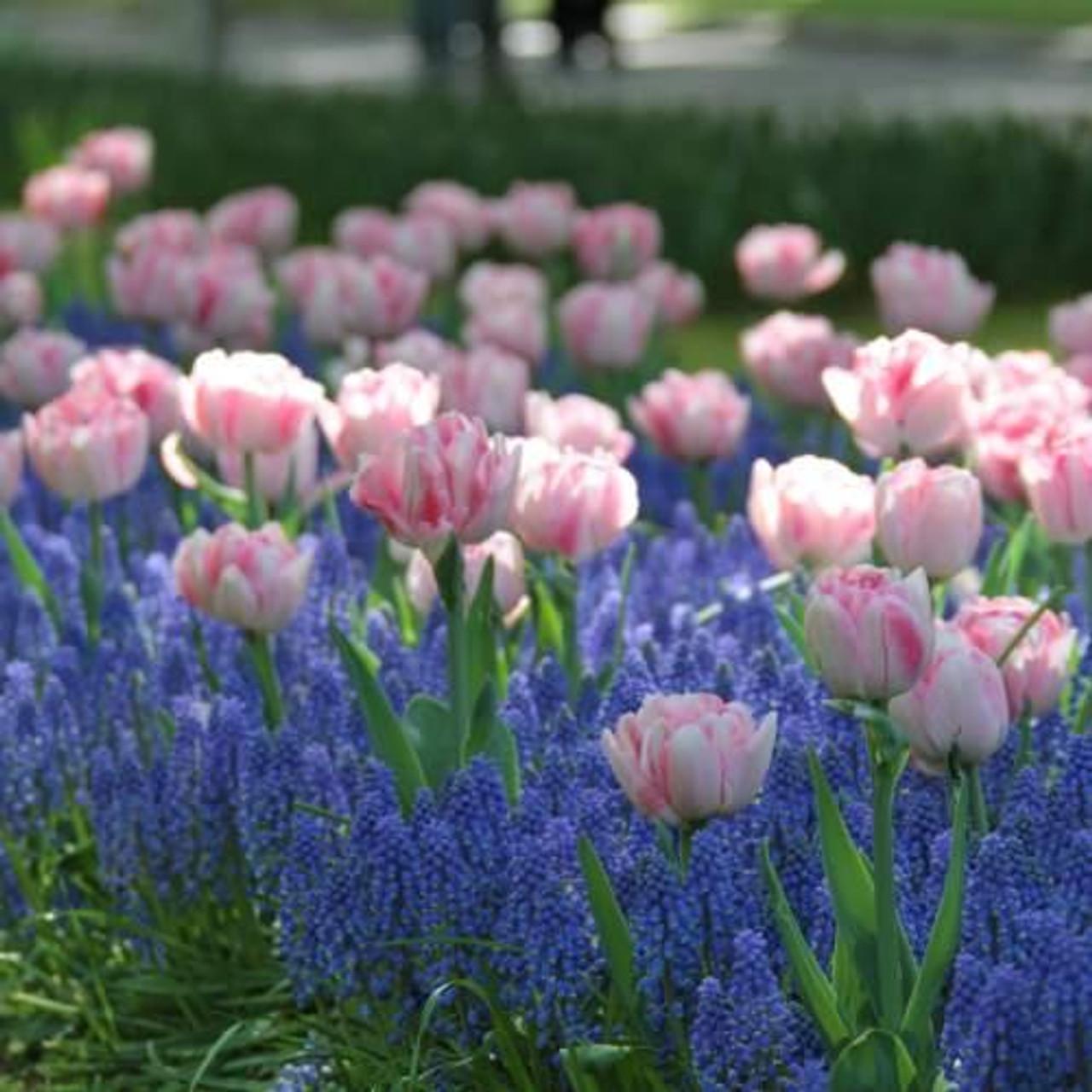 Muscari Armeniacum, Dark Blue - View 19 from www redcrocus com