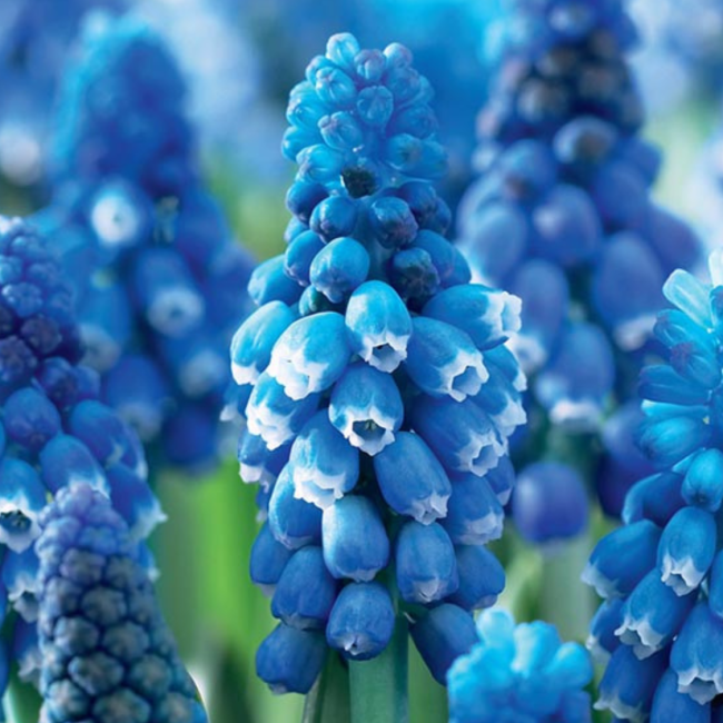 Muscari Armeniacum, Dark Blue - View 2 from www redcrocus com