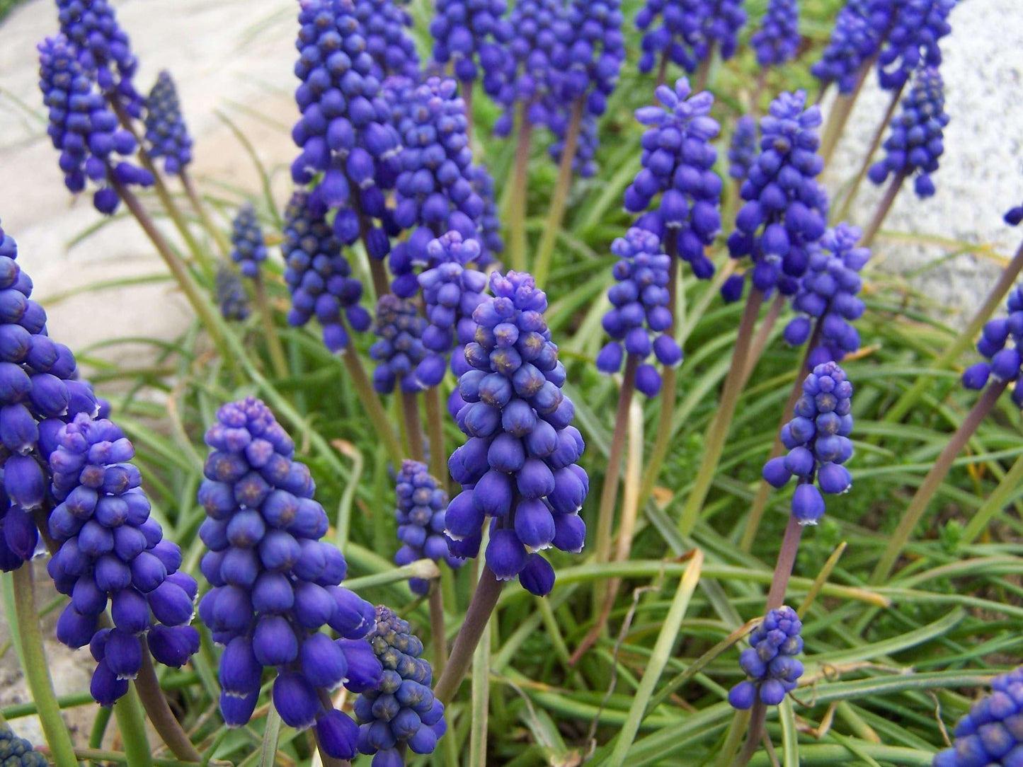 Muscari Armeniacum, Dark Blue - View 3 from www redcrocus com