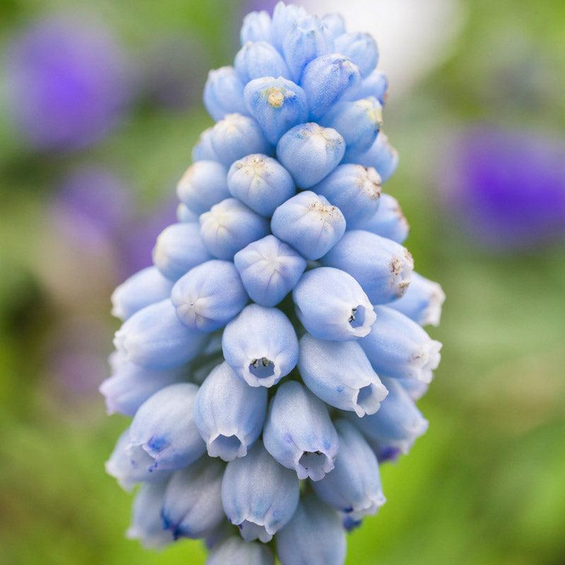 Muscari Armeniacum, Dark Blue - View 5 from www redcrocus com