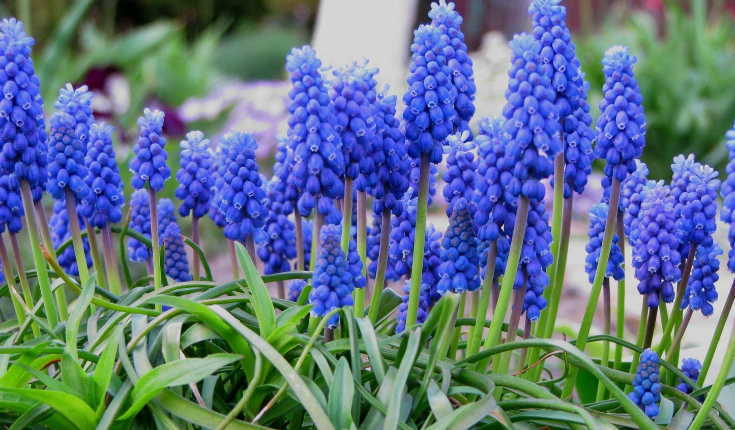 Muscari Armeniacum, Dark Blue - View 6 from www redcrocus com