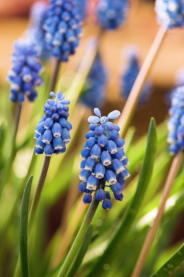 Muscari Armeniacum, Dark Blue - View 7 from www redcrocus com