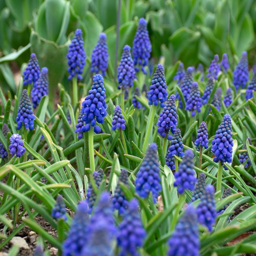 Muscari Armeniacum, Dark Blue - View 9 from www redcrocus com