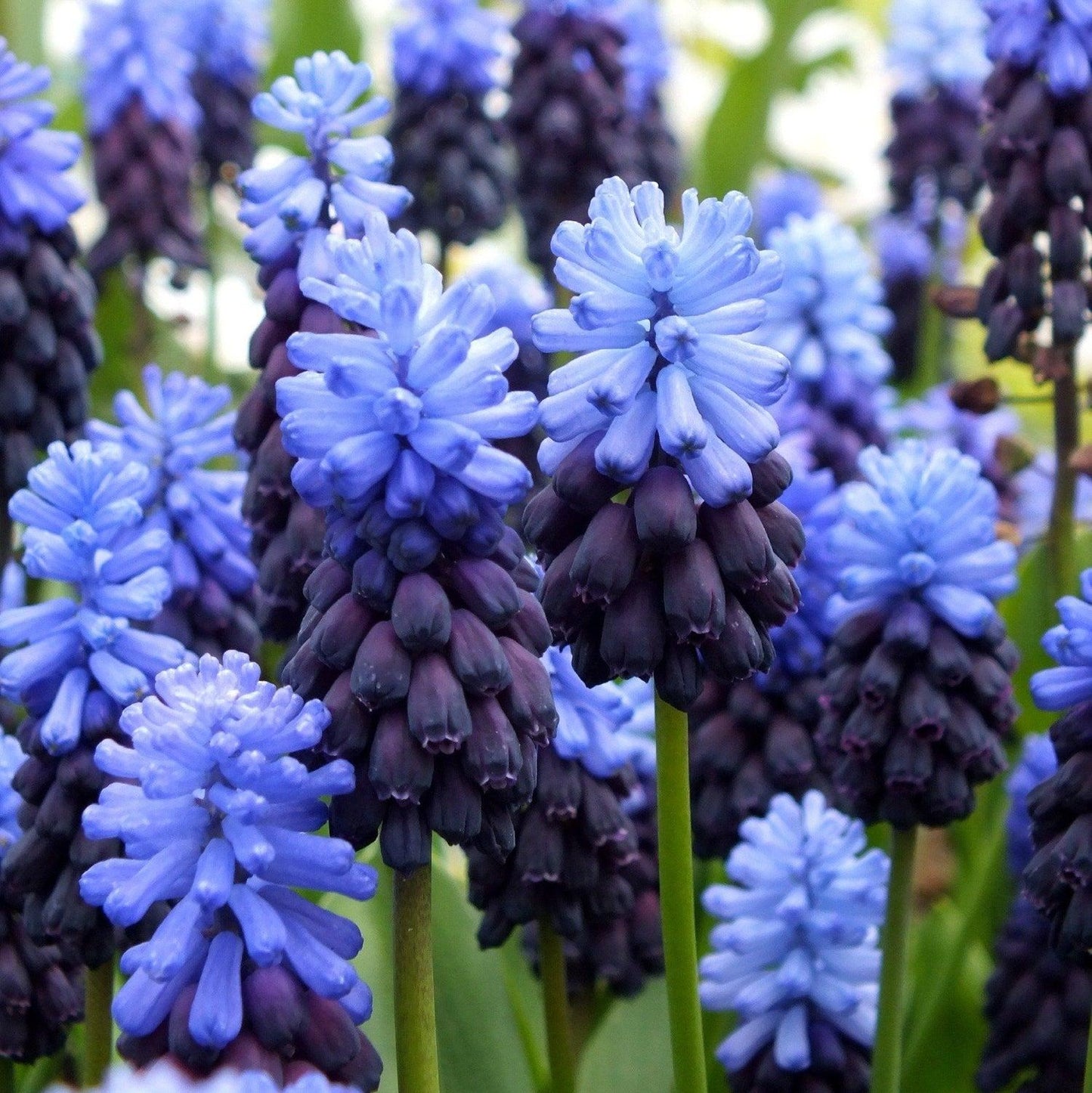 Muscari 'latifolium', Blue With White - View 10 from www redcrocus com