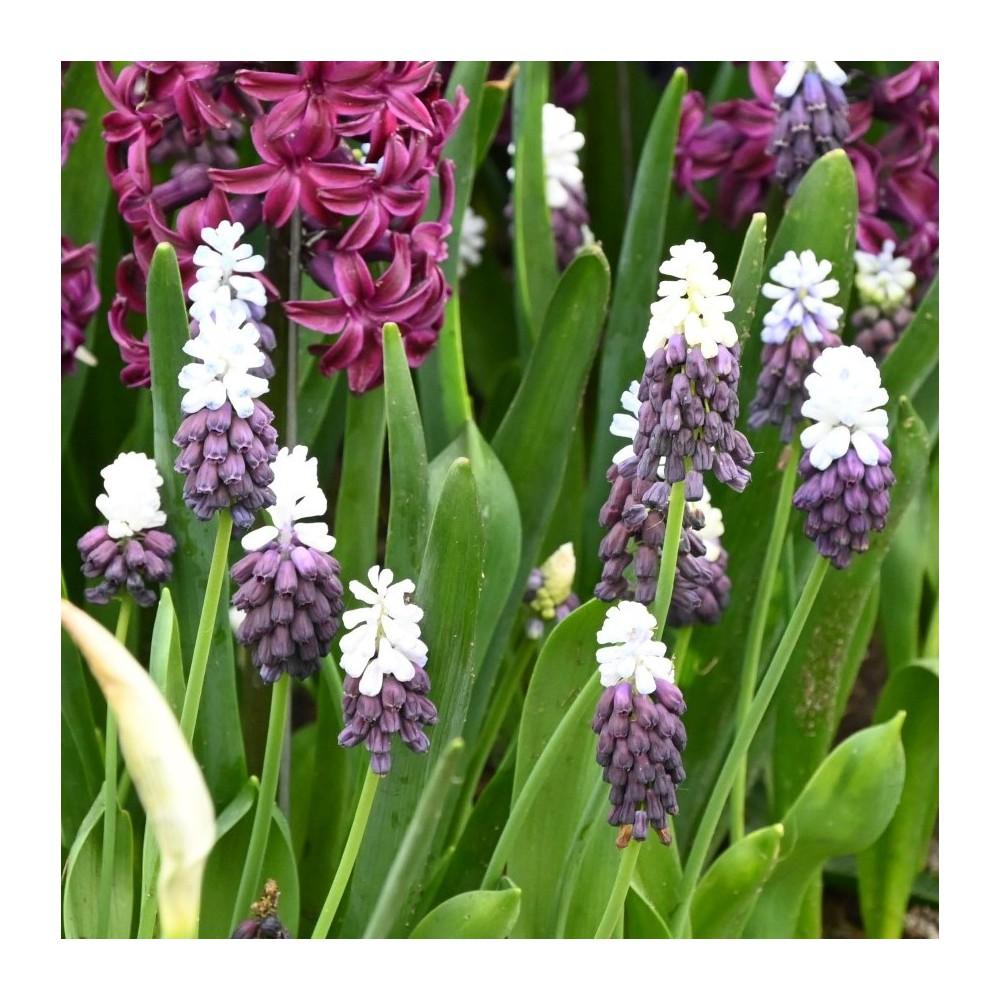 Muscari 'latifolium', Blue With White - View 11 from www redcrocus com