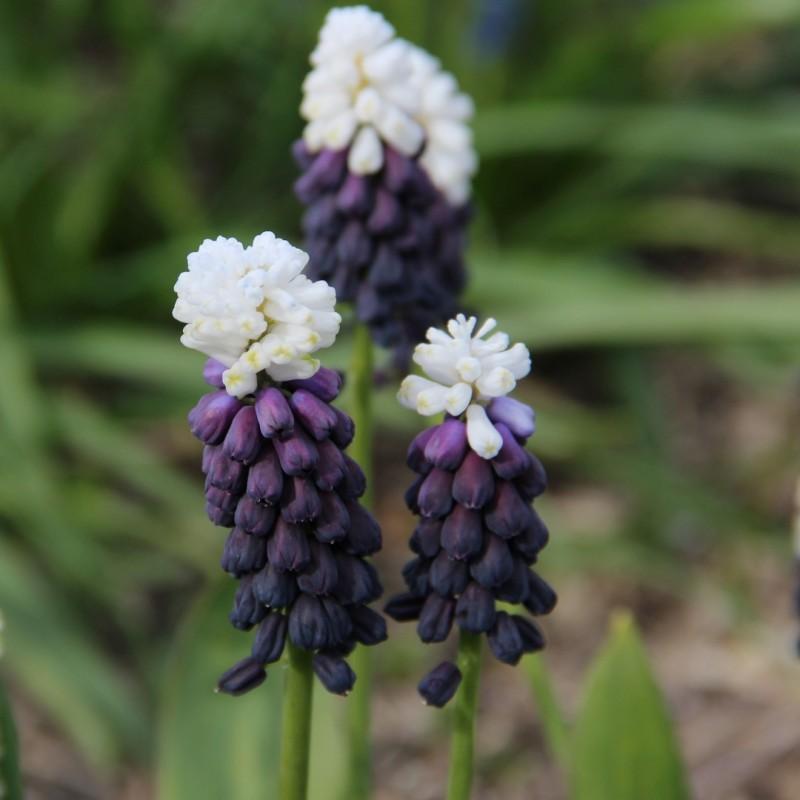 Muscari 'latifolium', Blue With White - View 12 from www redcrocus com
