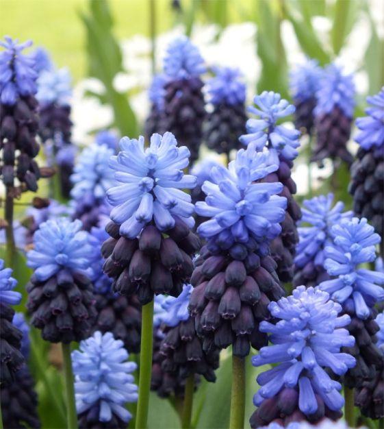 Muscari 'latifolium', Blue With White - View 13 from www redcrocus com