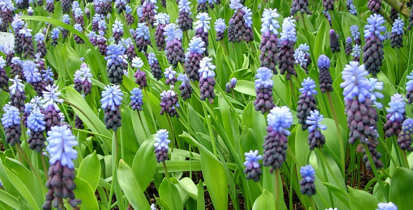 Muscari 'latifolium', Blue With White - View 14 from www redcrocus com