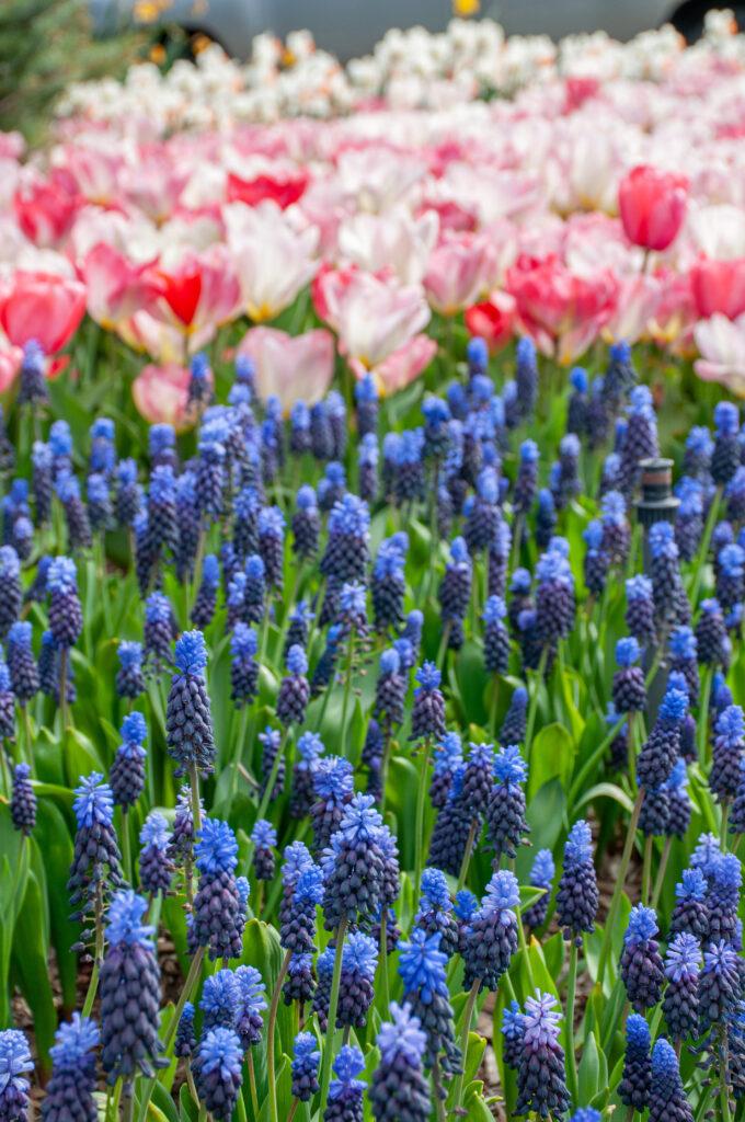 Muscari 'latifolium', Blue With White - View 15 from www redcrocus com