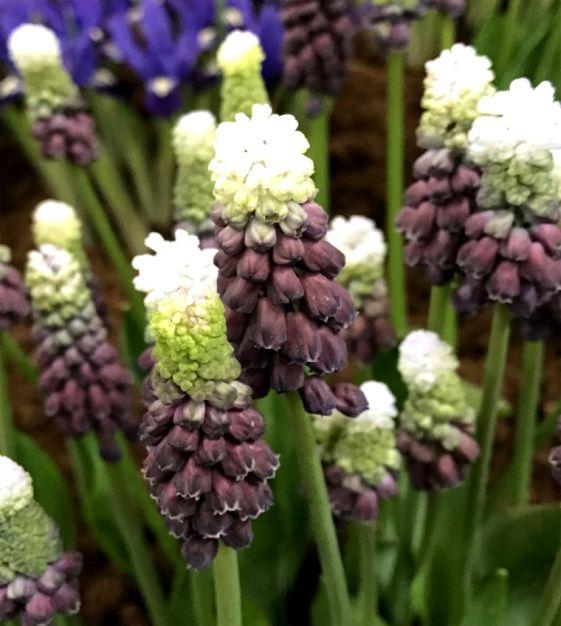 Muscari 'latifolium', Blue With White - View 17 from www redcrocus com