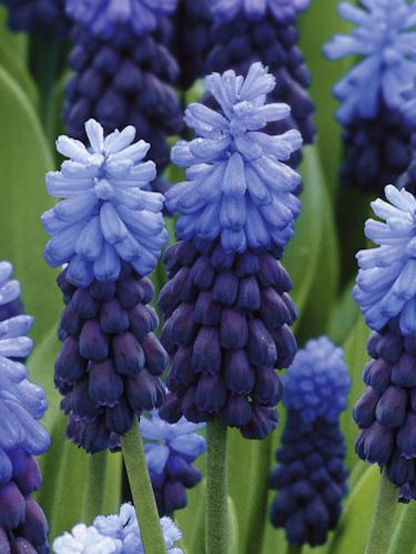 Muscari 'latifolium', Blue With White - View 20 from www redcrocus com
