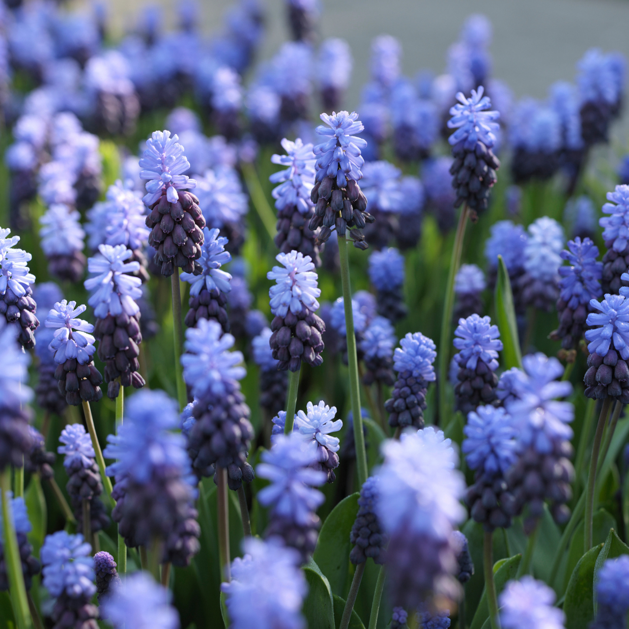Muscari 'latifolium', Blue With White - View 21 from www redcrocus com