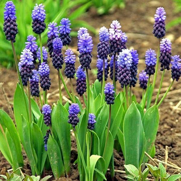 Muscari 'latifolium', Blue With White - View 23 from www redcrocus com