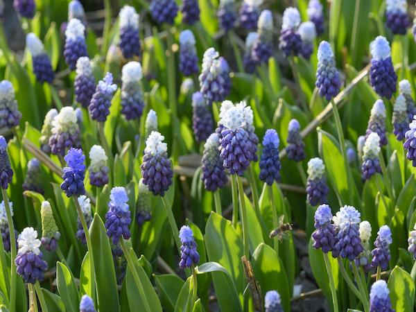 Muscari 'latifolium', Blue With White - View 24 from www redcrocus com