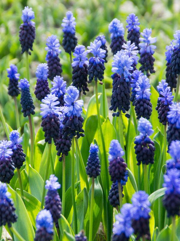 Muscari 'latifolium', Blue With White - View 25 from www redcrocus com