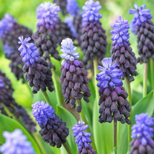 Muscari 'latifolium', Blue With White - View 26 from www redcrocus com