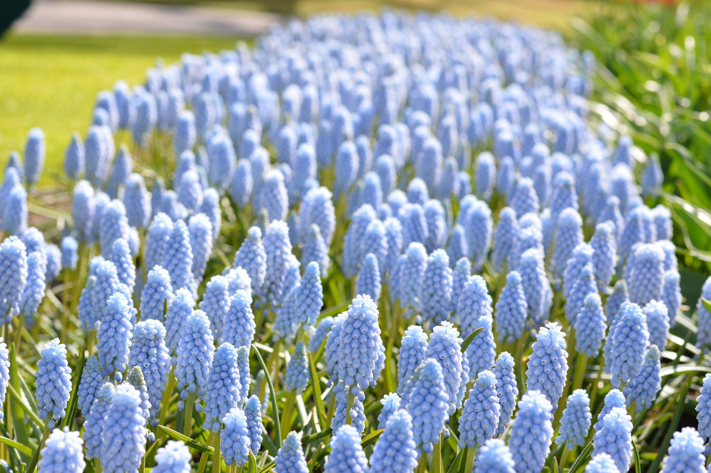 Muscari 'latifolium', Blue With White - View 27 from www redcrocus com