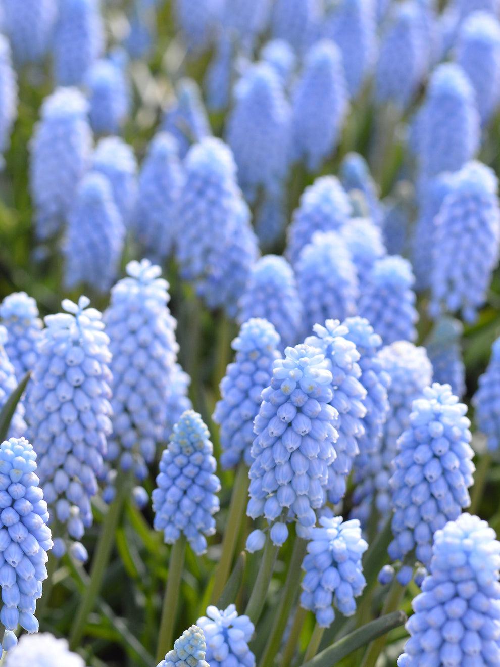 Muscari 'latifolium', Blue With White - View 28 from www redcrocus com
