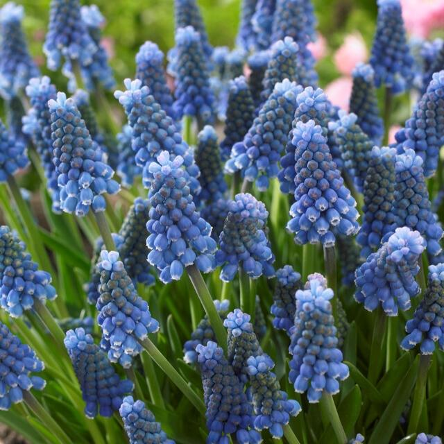 Muscari 'latifolium', Blue With White - View 29 from www redcrocus com