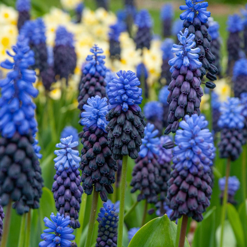 Muscari 'latifolium', Blue With White - View 3 from www redcrocus com