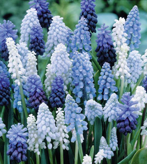 Muscari 'latifolium', Blue With White - View 4 from www redcrocus com
