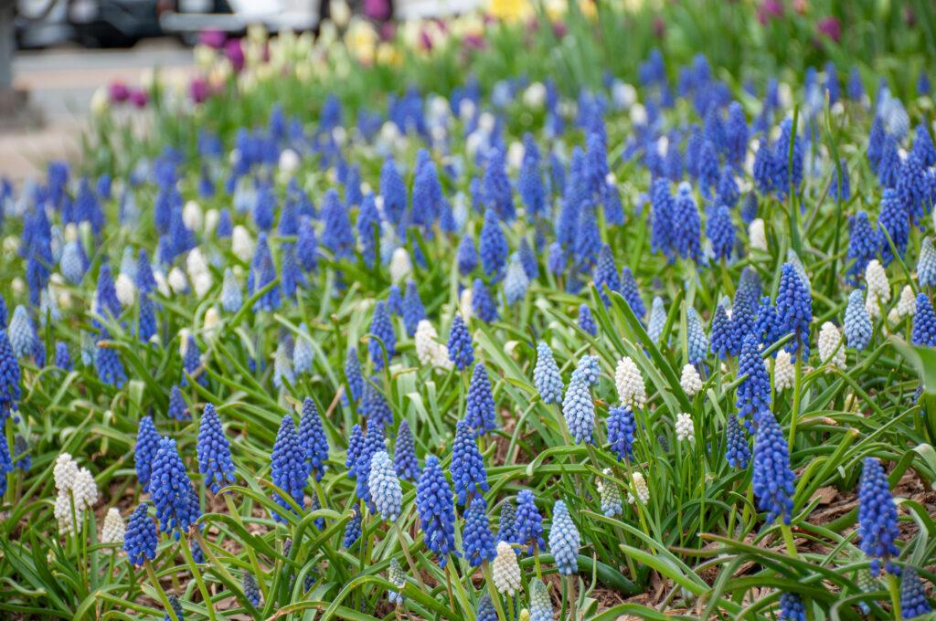 Muscari 'latifolium', Blue With White - View 7 from www redcrocus com