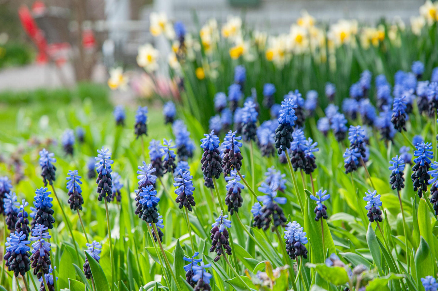 Muscari 'latifolium', Blue With White - View 9 from www redcrocus com