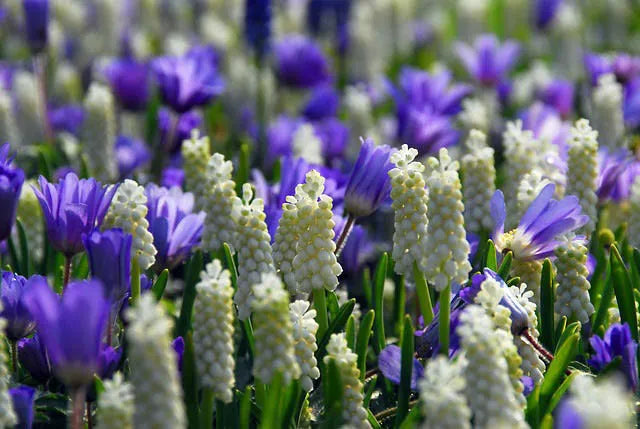 Muscari Botryoides 'white Pearl', White - View 10 from www redcrocus com