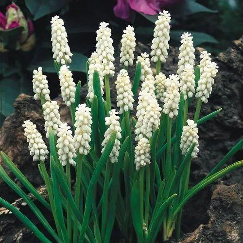 Muscari Botryoides 'white Pearl', White - View 16 from www redcrocus com