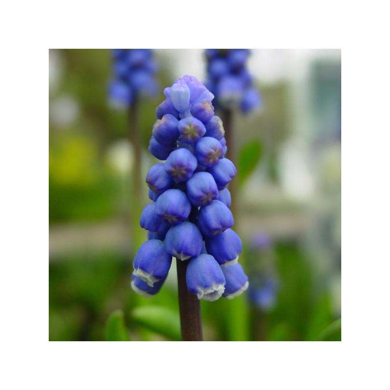 Muscari Botryoides 'white Pearl', White - View 17 from www redcrocus com