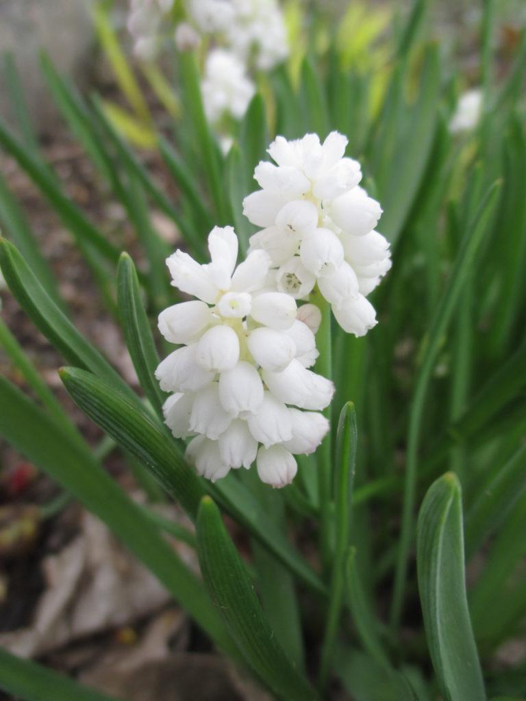 Muscari Botryoides 'white Pearl', White - View 18 from www redcrocus com